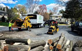 Best Tree Preservation Services  in Wynne, AR